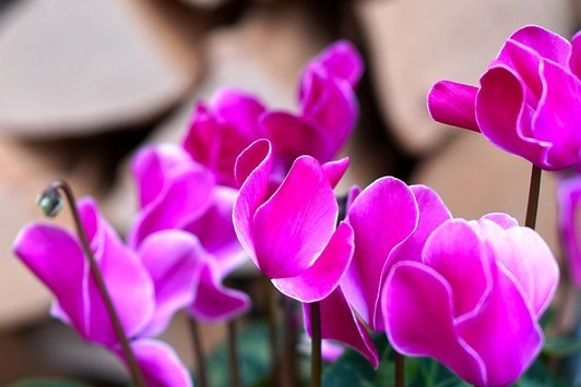 Qué plantar en otoño 2026: flores, arbustos y árboles recomendados